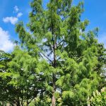 Taxodium Ascendens Nutans Taxodium Ascendens Nutans