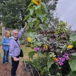 Giant Sunflower Giant Sunflower