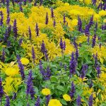 Purple and Yellow Purple and Yellow