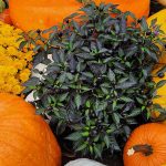 Pumpkins Mums and Peppers Pumpkins Mums and Peppers