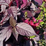 Alternanthera and Angelonia Alternanthera and Angelonia