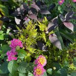 Alternanthera Colelus and Lantana Alternanthera Colelus and Lantana