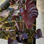 Colocasia Colocasia