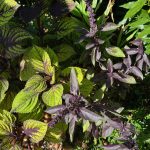 Purple Basil And Coleus Purple Basil And Coleus