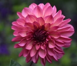 Elizabeth Brannin 10 October 2025 Elizabeth Brannin 10 October 2025