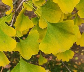 Ginkgo Leaves Ginkgo Leaves