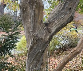 Heptacodium Trunk Heptacodium Trunk