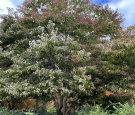 Heptacodum Miconioides Heptacodum Miconioides