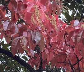 Oxydendrum Fall Color Oxydendrum Fall Color