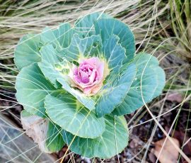 Ornamental Cabbage
