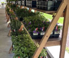 2025 Plant Sale Annuals