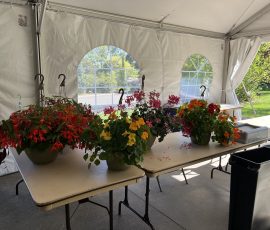 2025 Plant Sale Hanging Baskets 2