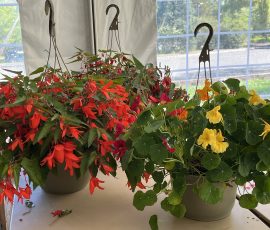 2025 Plant Sale Hanging Baskets