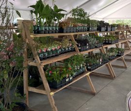 2025 Plant Sale Shelves