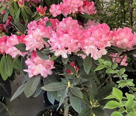 2025 Plant Sale Rhododendron