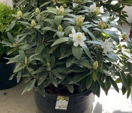 2025 Plant Sale Rhododendron Grandiflora