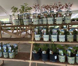 2025 Plant Sale Natives