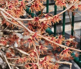 250322 Hamamelis Vernalis 'Red Imp'