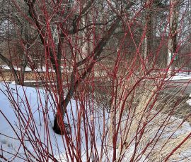 260304 Cornus Sericea