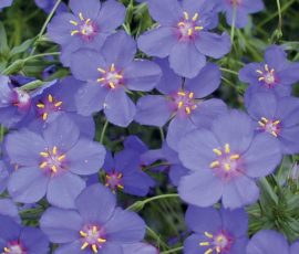 Anagallis 'Wildcat Blue' - scarlet pimpernel Anagallis 'Wildcat Blue' - scarlet pimpernel