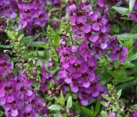 Angelonia a. Archangel™️ Dark Purple - summer snapdragon Angelonia a. Archangel™️ Dark Purple - summer snapdragon