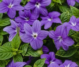 Browallia x Endless Illumination Blue Browallia x Endless Illumination Blue