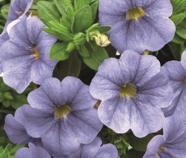 Calibrachoa Callie™️ Light Blue Calibrachoa Callie™️ Light Blue
