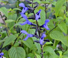 Salvia guarantica 'Black and Blue' Salvia guarantica 'Black and Blue'