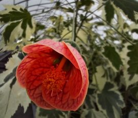 260401 Abutilon savitzii variegated flowering maple 260401 Abutilon savitzii variegated flowering maple