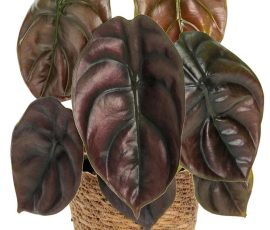 260401 Alocasia cuprea 'Red Secret' elephant ear 260401 Alocasia cuprea 'Red Secret' elephant ear