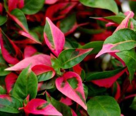 260401 Alternanthera ficoidea 'Party Time' Joseph's coat 260401 Alternanthera ficoidea 'Party Time' Joseph's coat