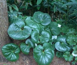 260401 Farfugium japonicum var. giganteum farfugium 260401 Farfugium japonicum var. giganteum farfugium