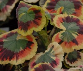 260401 Pelargonium Henry-Cox geranium 260401 Pelargonium Henry-Cox geranium