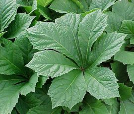 260401 Rodgersia pinnata Superba rodgersia 260401 Rodgersia pinnata Superba rodgersia