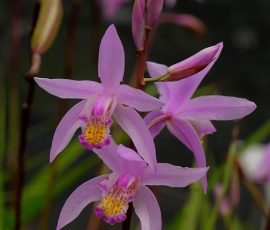 260408 Bletilla Yokohama 260408 Bletilla Yokohama