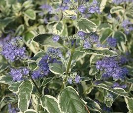 260408 Caryopteris x clandonensis 'White-Surprise' 260408 Caryopteris x clandonensis 'White-Surprise'