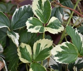 260408 Fragaria variegata 260408 Fragaria variegata