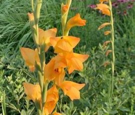 260408 Gladiolus dalenii 'Boone' 260408 Gladiolus dalenii 'Boone'