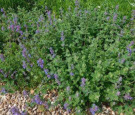 260408 Nepeta racemosa 'Little Titch' 260408 Nepeta racemosa 'Little Titch'