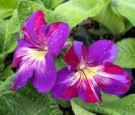 260408 Streptocarpus 'Spin Art' 260408 Streptocarpus 'Spin Art'