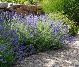 Lavandula angustifolia 'Munstead'. Lavandula angustifolia 'Munstead'.