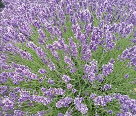 Lavandula angustifolia 'Royal Velvet'. Lavandula angustifolia 'Royal Velvet'.
