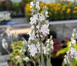 Lavandula x intermedia 'Inspirational' Lavandula x intermedia 'Inspirational'