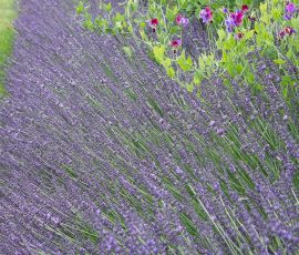 Lavandula x intermedia 'Phenomenal' Lavandula x intermedia 'Phenomenal'