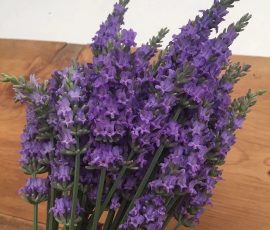 Lavandula x intermedia 'Sensational' Lavandula x intermedia 'Sensational'