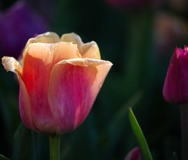 Steve Kanan April 2026 Steve Kanan April 2026