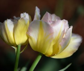 Steve Kanan April 2026 Steve Kanan April 2026