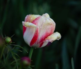 Steve Kanan April 2026 Steve Kanan April 2026