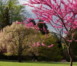 Steve Kanan April 2026 Steve Kanan April 2026