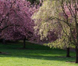 Steve Kanan April 2026 Steve Kanan April 2026